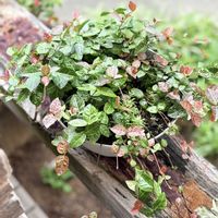 ぺぺロミア,はつゆきかずら,観葉植物,DAISO植物,ぺぺロミアの花の画像