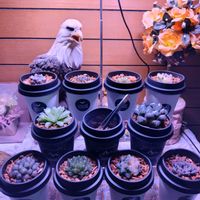 ハオルチア,ハオルチア オブツーサ,多肉植物,ハオルチア属,多肉大好きの画像