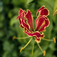 グロリオサ,あか,情熱の赤,赤・紅・あか・レッド,２０２５年同期の画像