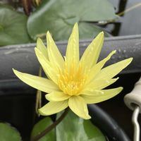 温帯スイレン,熱帯スイレン,熱帯睡蓮　セントルイスゴールド,温帯睡蓮　サイアムジャスミンの画像