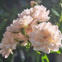 バラ・ミニバラ,バラを楽しむ,咲いてくれてありがとう❤,おうち園芸,小さな庭の画像