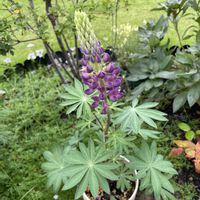 ルピナス,宿根　ルピナス,山野草,花のある暮らし,我庭の画像