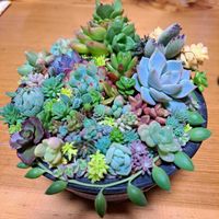 多肉植物,観葉植物,多肉寄せ植え,エケベリア属,タニラーの画像