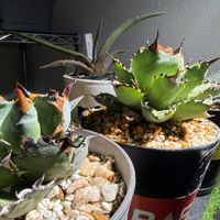 アガベ,観葉植物,アガベ属,岩手県,東北の画像