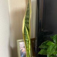 サンスベリアの画像