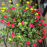ポーチュラカ,ポーチュラカ,鉢植え,今日の一枚,大雨の画像