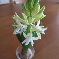 ヒヤシンスの画像
