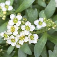 アリッサム,ニワナズナ（庭薺）の画像