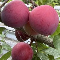 スモモ,李 (すもも),果樹,花木,常緑高木の画像
