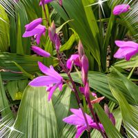 シラン,ヘメロカリス,紫蘭,ユリオプス デージー,白花紫蘭の画像