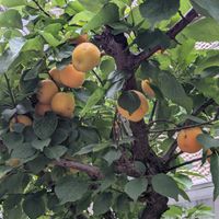 アンズ,クワ,ニワウメ,ブドウ,イチヂクの画像