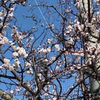 アンズ,ビワ,杏の花,アンズの実,杏(あんず)の画像
