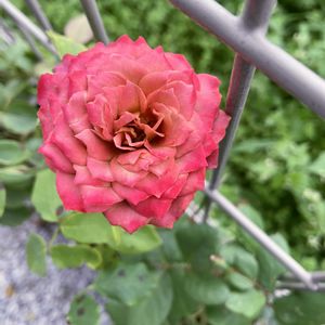 テナチュール,テナチュール,挿し木,庭の画像