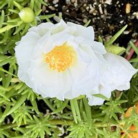マツバボタン,可憐な花,白い恋人達,明日はきっと良い日になる,2019同期の画像