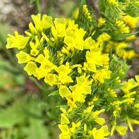 スターチス,可憐な花,幸せの黄色いお花,明日はきっと良い日になる,2019同期の画像