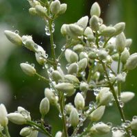 ナンテン,Juneの会,水滴の水曜日,白い水曜日♡,秘密の花園♡の画像
