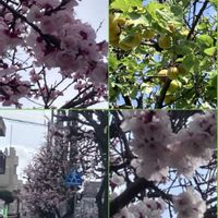 アンズ,アンズ,ギンバイカ,ギンバイカ,ヒメイワダレソウの画像
