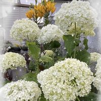アプローチ,庭の画像