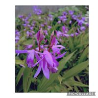 シラン,シラン,祈り,今日のお花,前庭の画像
