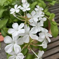 ルリマツリ,プルンバーゴ,ルリマツリ(プルンパーゴ),プルンバーゴ （ルリマツリ）,白い花の画像