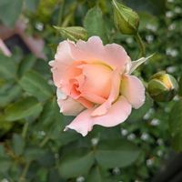 カラー,モンステラ,ロココ,シュネーバルツァー,インスパイアの画像