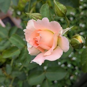 カラー,モンステラ,ロココ,シュネーバルツァー,インスパイアの画像