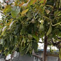 アボカドの画像