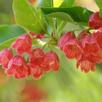 サラサドウダン,山野草,登山,一眼レフの画像