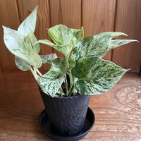 ポトス,ポトスマーブルクイーン,観葉植物,キッチン,和室の画像