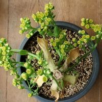 センポニウム　ダイヤモンド,多肉植物,多肉大好き,多肉中毒,多肉多肉多肉の画像