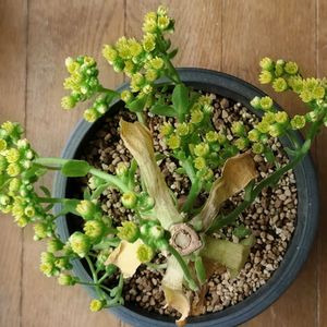 センポニウム　ダイヤモンド,多肉植物,多肉大好き,多肉中毒,多肉多肉多肉の画像