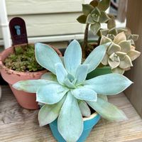 エケベリア,朧月,メビナ,カンテ,多肉植物の画像