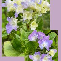 アジサイ,ナス,花のある暮らし,お花大好き♡,青い花マニアの画像