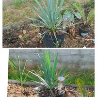 ユッカ,ユッカ ロストラータ,yucca,ユッカ属,小さな庭の画像