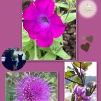 アザミ,ナス,ペチュニア,トラとみかん♡,おはようございますの画像