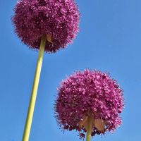 アリウム,アリウム,サツキ,サツキ,カリフォルニアローズの画像