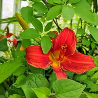 ヘメロカリス,地植え,我が家の庭,かわいい花の画像