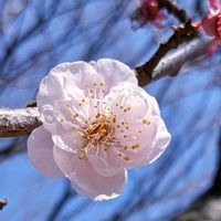アンズ,杏(あんず),青空に映える,今日のお花,みんな負けないで！の画像