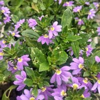 スカエボラ,スモモ,お花のある暮らし,自然にお任せ,庭に咲くお花たちの画像