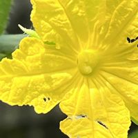 キュウリ,黄色の花,今日も元気で,今日も笑顔で♡,花を通じて愛と平和をの画像