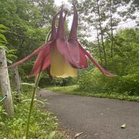 オダマキ,ヤマオダマキ,山野草の画像