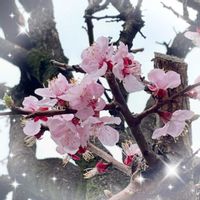 アンズ,ナンテン,お花大好き♡,復興祈願,今日のお花の画像