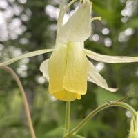 オダマキ,ヤマオダマキ,キバナノヤマオダマキ,山野草の画像