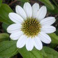 エキナセア,ドクダミ,チェッカーベリー,花のある暮らし,おうち園芸の画像