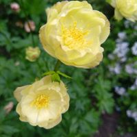 お花,園芸,庭の画像
