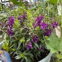 アンゲロニア,アンゲロニア,タチアオイ,タチアオイ,花のある暮らしの画像