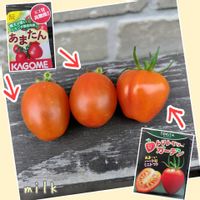ミニトマト,あまたん,ミニトマト トマトベリーガーデン,KAGOMEあまたんの画像