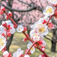 アンズ,華やか,綺麗,かわいい♡,スマホ撮影の画像