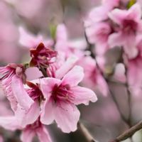 アサガオ,アンズ,アンズ,ウツボカズラ,曜白朝顔の画像