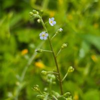 キュウリグサ,胡瓜草,キュウリグサ（胡瓜草）,散歩,雑草の画像